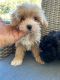 Maltipoo Puppies for sale in Gilbert, AZ, USA. price: NA