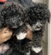 Maltipoo Puppies for sale in Bakersfield, CA 93306, USA. price: $600
