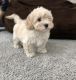 Maltipoo Puppies for sale in Lehi, UT, USA. price: $3,200