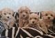 Maltipoo Puppies for sale in Bakersfield, CA, USA. price: $680