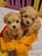 Maltipoo Puppies for sale in Bakersfield, CA, USA. price: $780