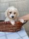 Maltipoo Puppies for sale in 93313 District Blvd, Bakersfield, CA 93313, USA. price: $1,200
