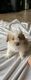 Maltipoo Puppies for sale in Murrieta, CA 92562, USA. price: $300