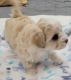Cute Maltipoo puppy ready to join your home