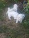 Maltipoo Puppies for sale in Riverside, CA 92501, USA. price: $700