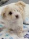 Adorable Maltipoo puppy wants to join your home