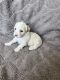 Maltipoo Puppies for sale in Laveen Village, Phoenix, AZ, USA. price: NA
