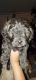 Maltipoo Puppies for sale in Wheat Ridge, CO, USA. price: $800