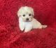 Maltipoo Puppies for sale in Bakersfield, CA, USA. price: $999