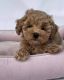 Maltipoo Puppies for sale in Denver, CO, USA. price: $850