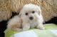 Maltipoo Puppies for sale in Sugar City, ID, USA. price: $800