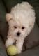 Maltipoo Puppies for sale in Goodyear, AZ, USA. price: NA