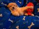 Maltipoo puppies to rehome