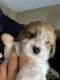 Maltipoo Puppies for sale in Denver, CO 80012, USA. price: $3,500