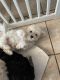 Maltipoo Puppies for sale in Glendale, AZ 85308, USA. price: NA