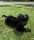Maltipoo Puppies for sale in Menifee, CA, USA. price: NA