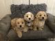 Maltipoo Puppies for sale in Phoenix, AZ, USA. price: NA