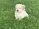 Maltipoo Puppies for sale in Auburndale, WI 54412, USA. price: $975