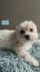 Maltipoo Puppies for sale in Gilroy, CA 95020, USA. price: $850