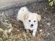 Maltipoo Puppies for sale in Rogers, TX 76569, USA. price: NA