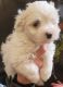 Maltipoo Puppies for sale in Morgan Hill, CA, USA. price: $1,000