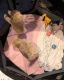 Maltipoo Puppies for sale in Dallas, TX, USA. price: $500