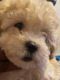 Maltipoo Puppies for sale in Glendale, AZ, USA. price: NA