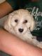 Maltipoo Puppies for sale in Floresville, TX 78114, USA. price: $400