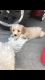 Maltipoo Puppies for sale in Avondale, AZ 85323, USA. price: NA