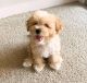 Maltipoo Puppies for sale in Denver, CO, USA. price: $850