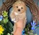 Maltipoo Puppies for sale in Sandy, UT, USA. price: $650