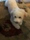 Maltipoo Puppies for sale in Peoria, AZ 85382, USA. price: NA
