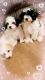 Maltipoo Puppies for sale in Tampa, FL, USA. price: NA