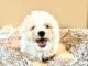 Maltipoo Puppies for sale in Riverside, CA 92509, USA. price: NA