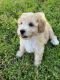 Maltipoo Puppies for sale in Riverside, CA 92505, USA. price: NA