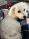 Maltipoo Puppies for sale in Payette, ID 83661, USA. price: NA