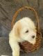 Maltipoo Puppies for sale in Fremont, CA, USA. price: NA