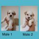 Maltipoo Puppies for sale in Dallas, TX, USA. price: $850