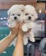 Maltipoo Puppies for sale in San Jose, CA, USA. price: $680