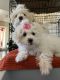 Maltipoo Puppies for sale in Naples, FL, USA. price: NA