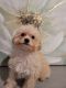 Maltipoo Puppies for sale in Eastvale, CA, USA. price: NA