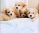 Maltipoo Puppies for sale in Mendota, CA 93640, USA. price: NA
