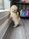 Maltipoo Puppies for sale in Garland, TX, USA. price: $4,000