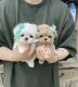 Maltipoo Puppies for sale in Dallas, TX, USA. price: $750
