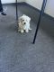 Maltipoo Puppies for sale in Riverside, CA, USA. price: NA