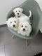 Maltipoo Puppies for sale in Naples, FL, USA. price: NA