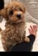 Maltipoo Puppies for sale in Boise, ID 83709, USA. price: $600