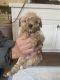 Maltipoo Puppies for sale in Temecula, CA, USA. price: NA