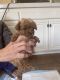 Maltipoo Puppies for sale in Temecula, CA, USA. price: NA