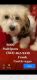 Maltipoo Puppies for sale in North Las Vegas, NV, USA. price: $600